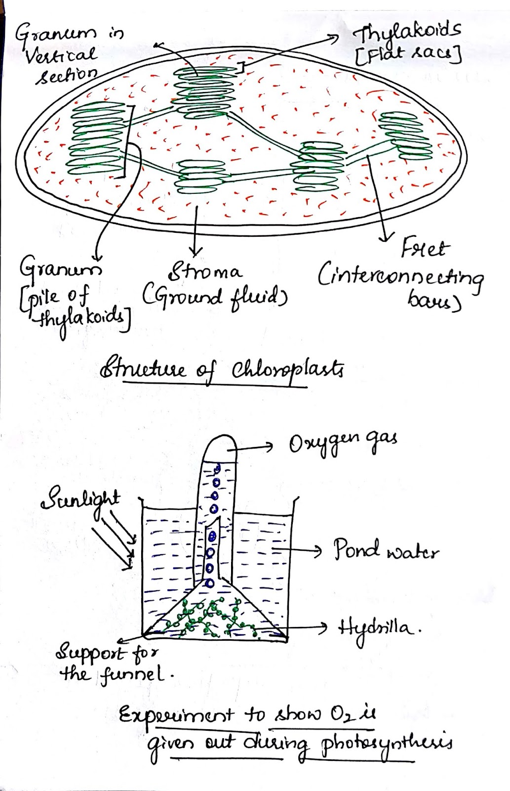 10th Class Biology Diagrams