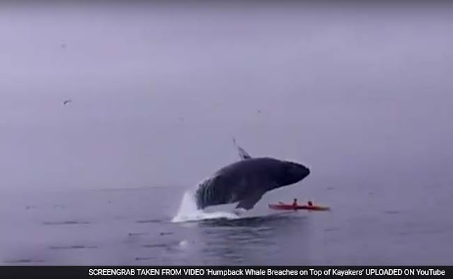 Humpback Whale Lands on a Kayaking Couple Whalescreengrab1 650x400 81442327886