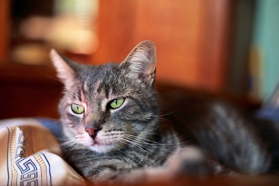 Dutchess County Animal Hospital Blog