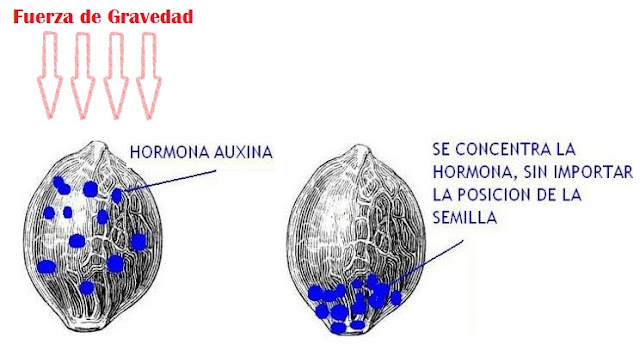 La hormona auxina en las semillas.