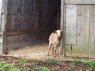 Piper standing in the door of the barn