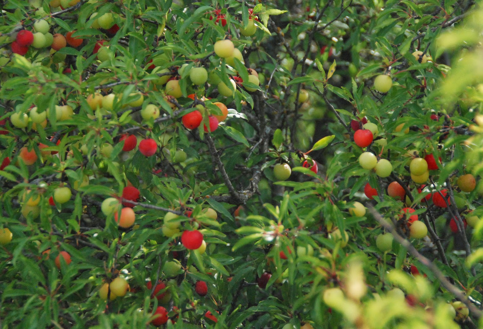 Gaia Garden June 2014