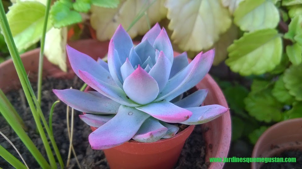 Jardines Que Me Gustan: La hora del paisajista