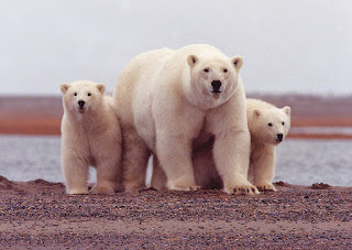 http://www.biblefunforkids.com/2018/01/god-makes-arctic-polar-animals.html