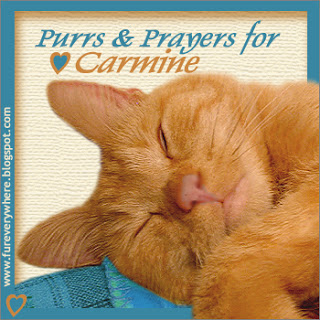Purrs for Carmine