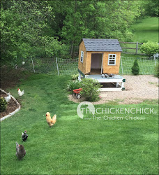 electric netting poultry chicken fencing sanctuary much yard portable nobody bothers polish gives than them need they chick coop far