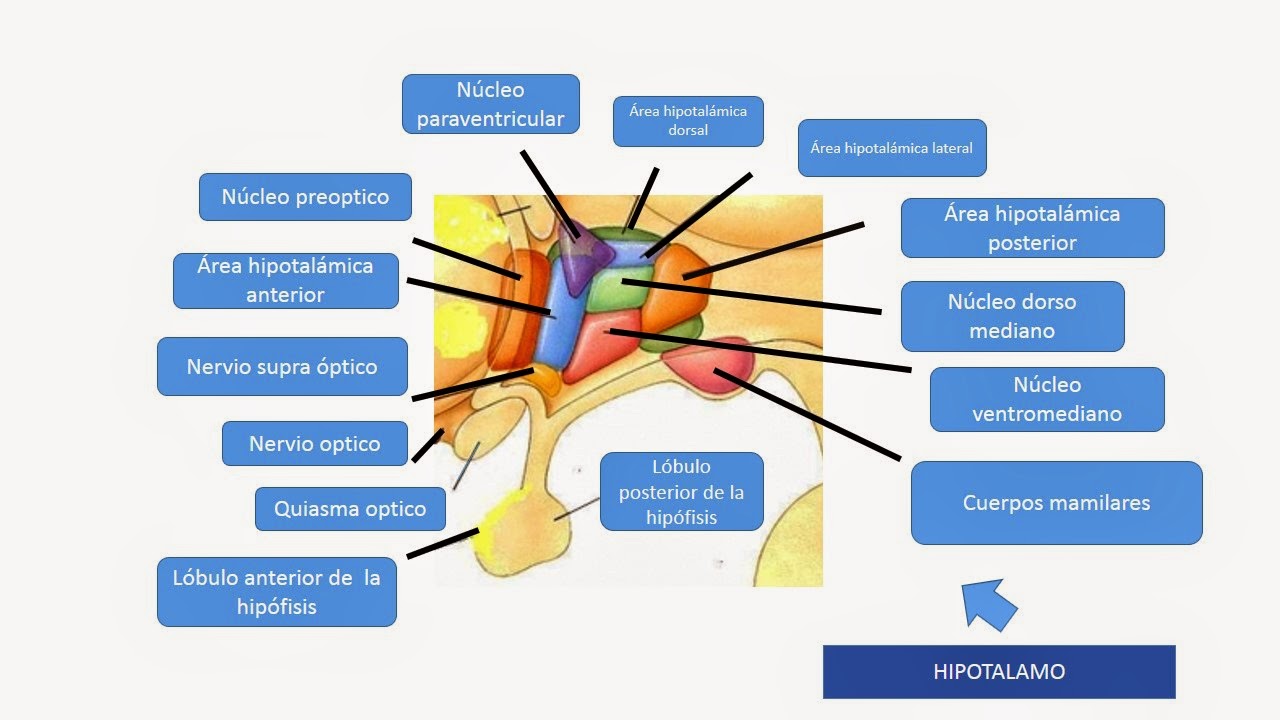 Hipotalamo regulacion del hambre