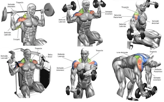 Beginner's Guide! - Top Exercises To Build Shoulder Muscles