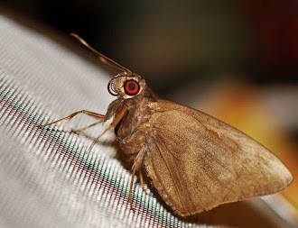 Gangara thyrsis - Giant Redeye Butterfly