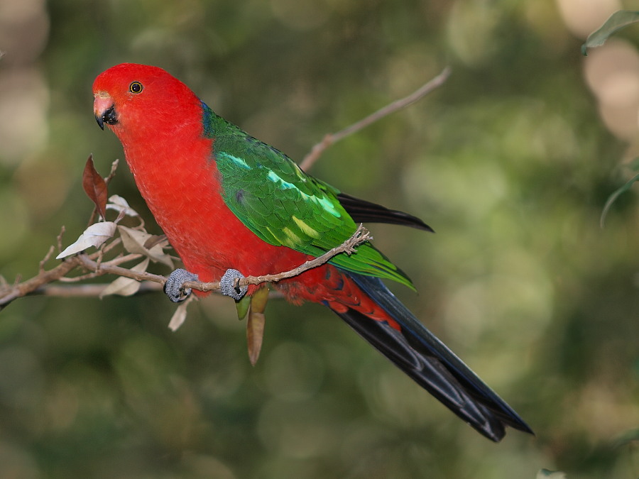 All Wallpapers: Australian King Parrots