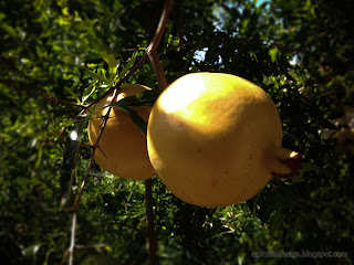 Deciduous Shrub Plant Pomegranate Or Punica Granatum Bearing Fruits