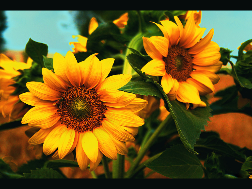 HD Sunflower Wallpaper - HD Flower Wallpaper