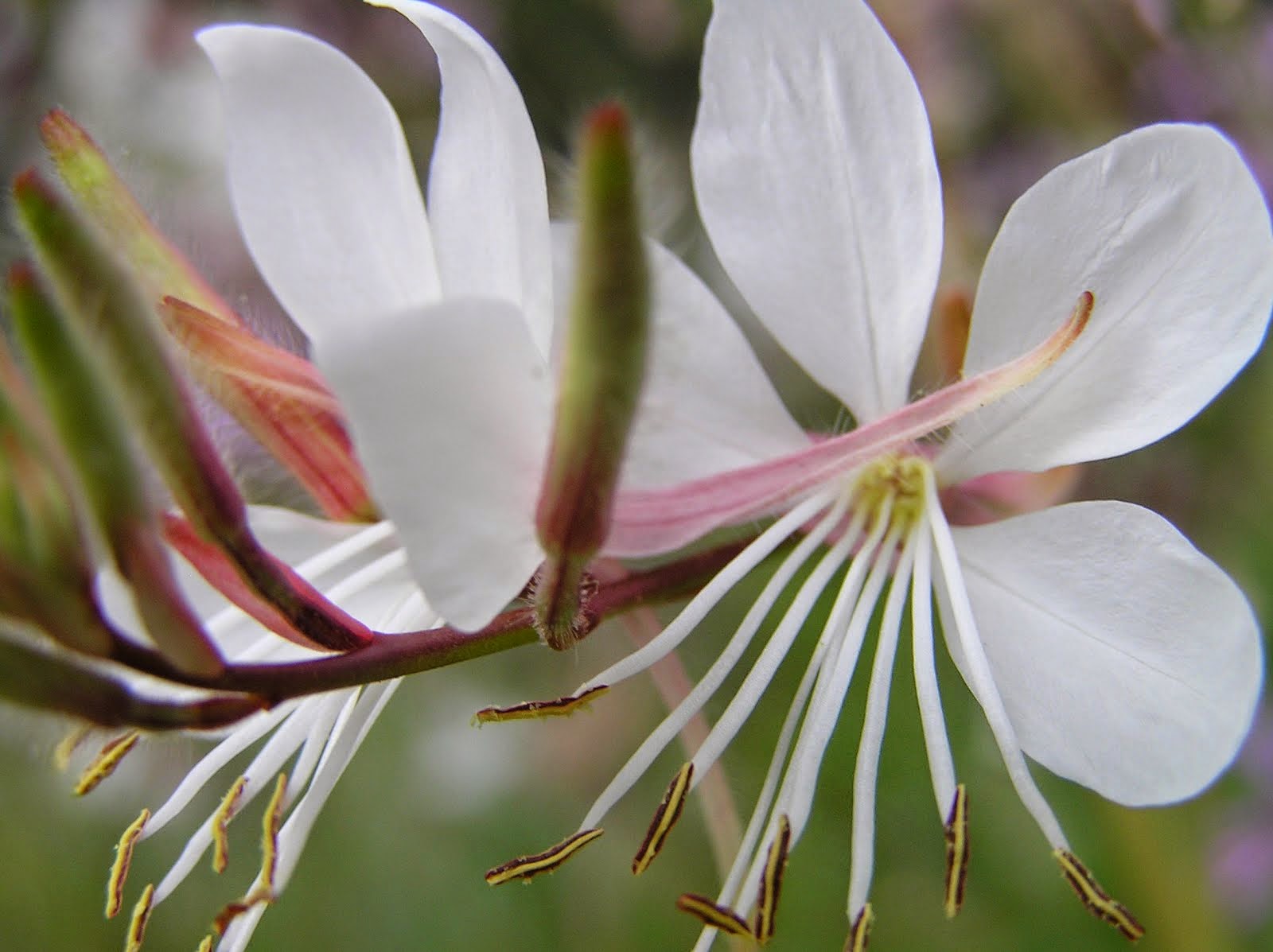 FLORES 2