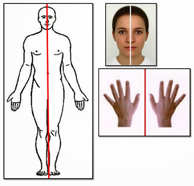 Educación Visual y Plástica: Simetría axial
