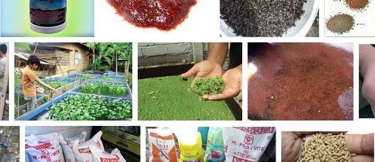Jenis Pakan Alami untuk Budidaya Ikan yang Direkomondasikan