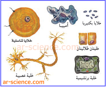 أنواع الخلايا 