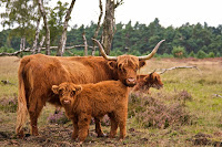 Beautiful Animal Cow Wallpapers HD