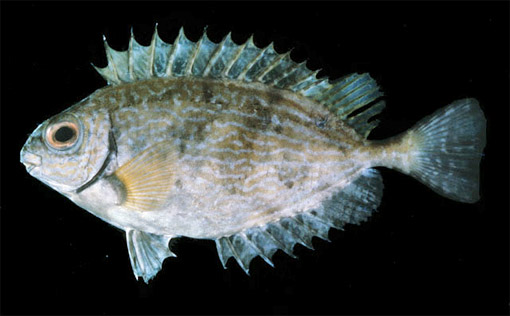 Frutos del Mar: PEZ CONEJO, Siganus rivulatus