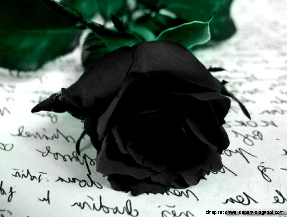 Black Rose Wallpapers   Wallpaper Cave