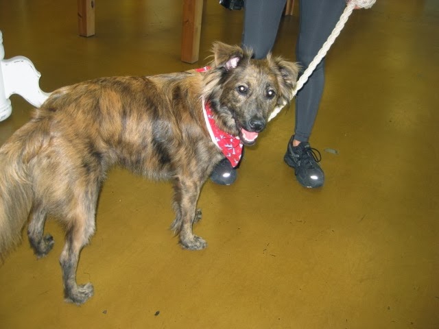 Venicepets Today s Customer Tank Border Collie Mix