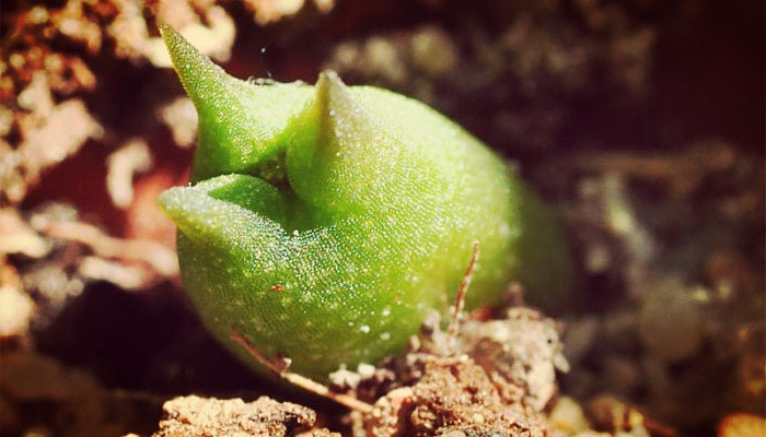 Plantar semillas de cactus