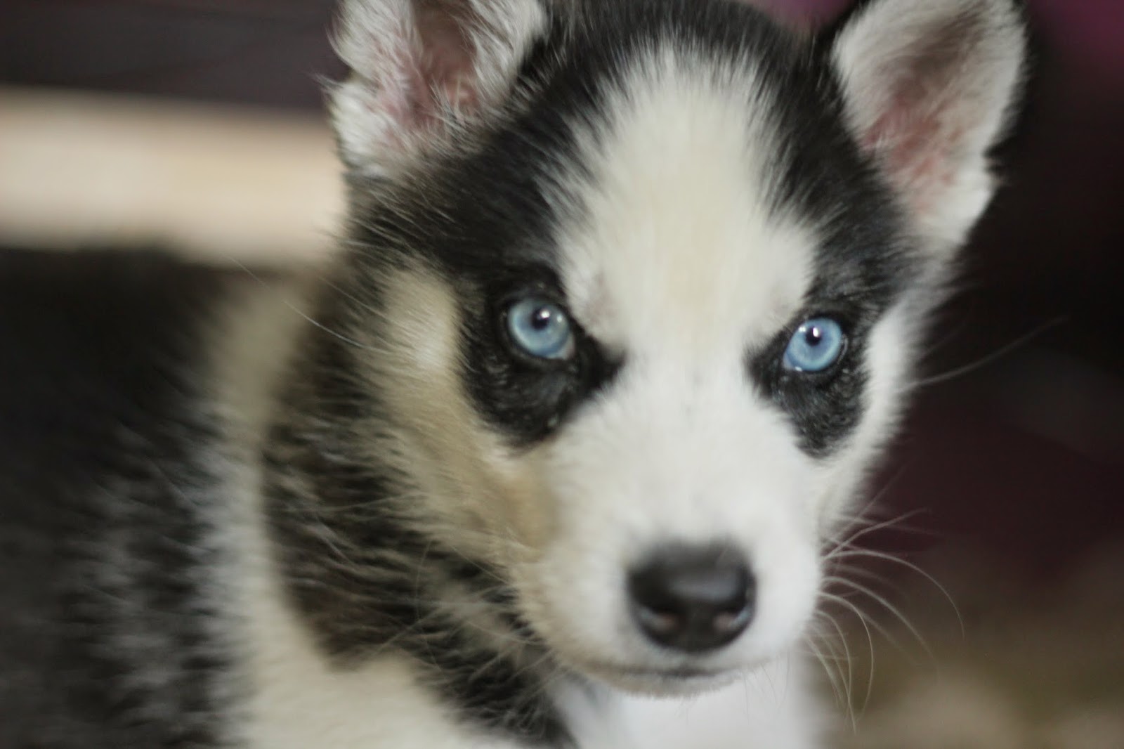 Cutest Husky Puppy In The World With Blue Eyes Cutest Husky Puppy In The World With Blue Eyes