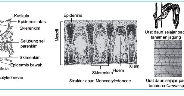 Sebutkan jaringan yang menyusun organ daun