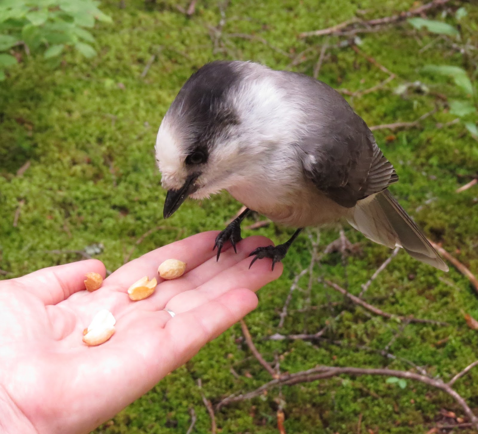 Vermont Birds and Words Vermont’s Winter Birds Part One