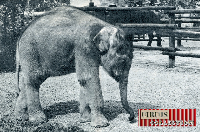 Sahib Fridolin le premier éléphants né chez Knie en 1963