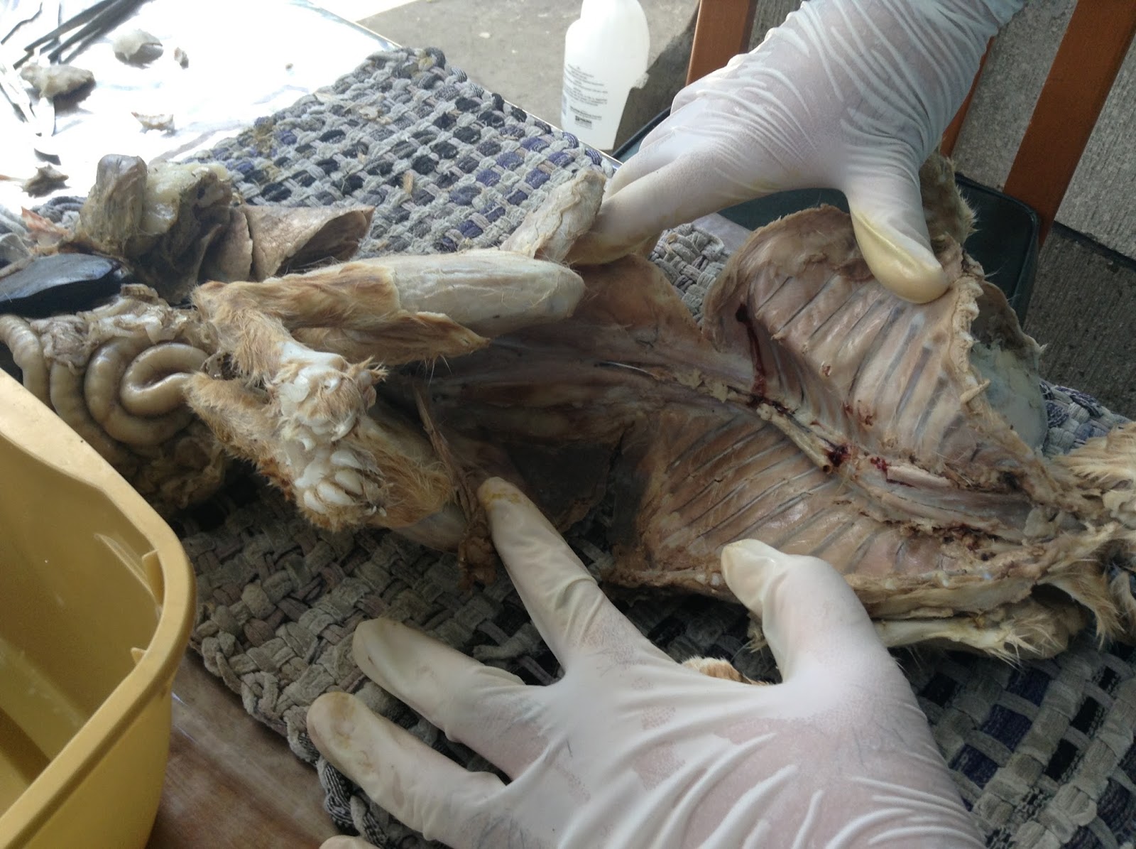 Comparative Vertebrate Anatomy: Cat Dissection (Primer)