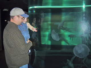 jellyfish photo mystic aquarium