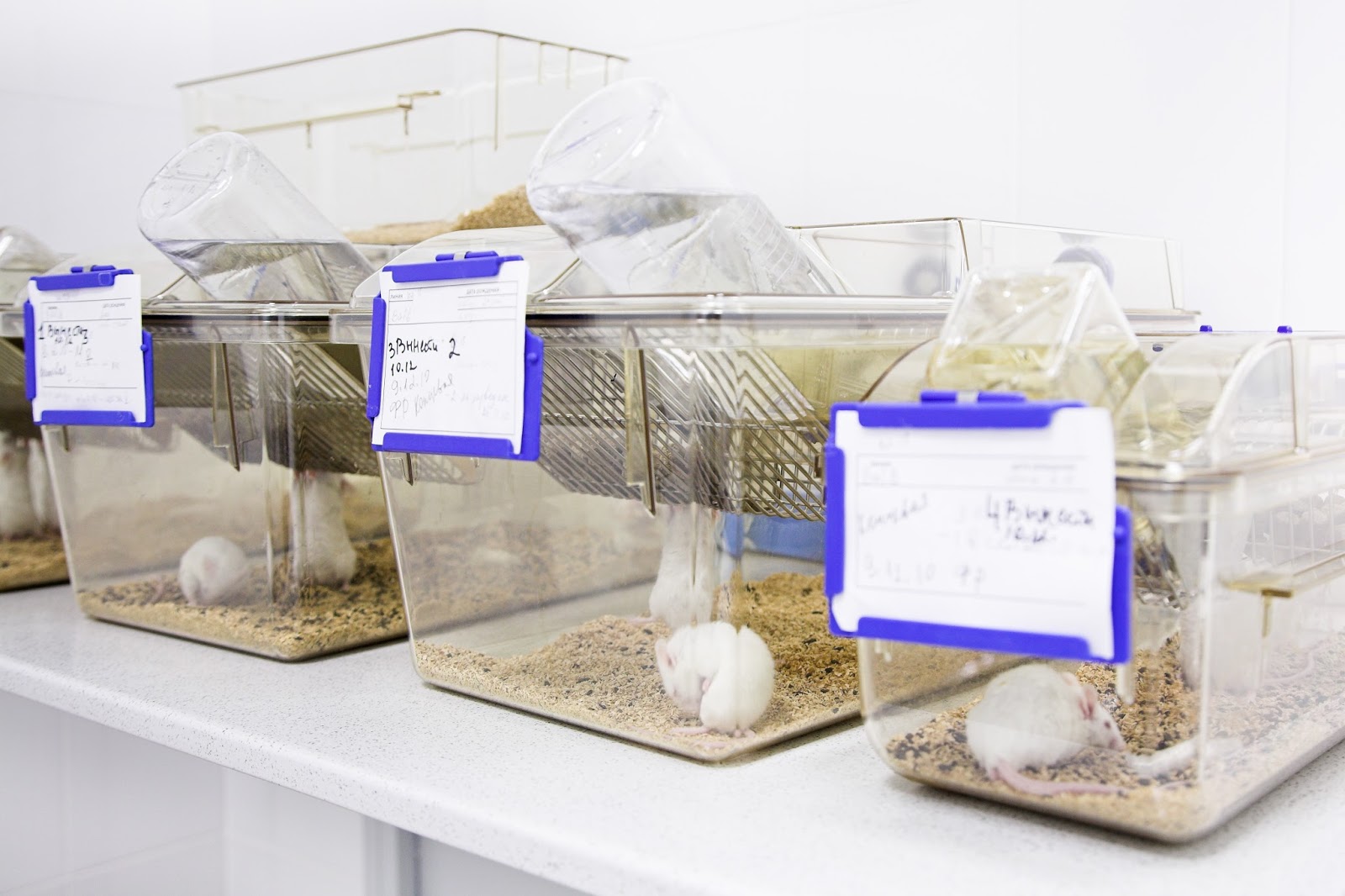 Impact of Water Temperature on Efficacy of Animal Cage Washing The