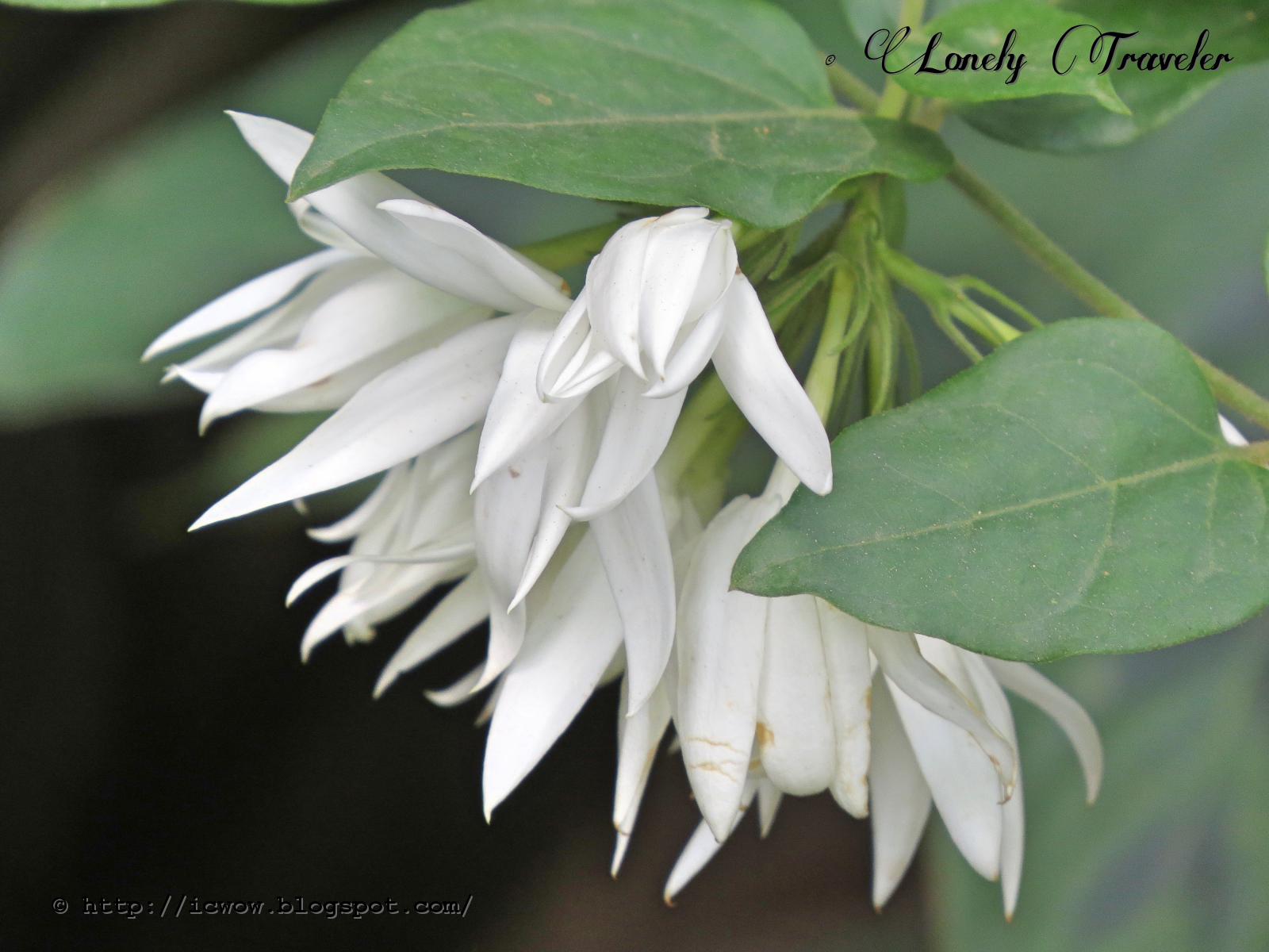 Indian jasmine Jasminum multiflorum