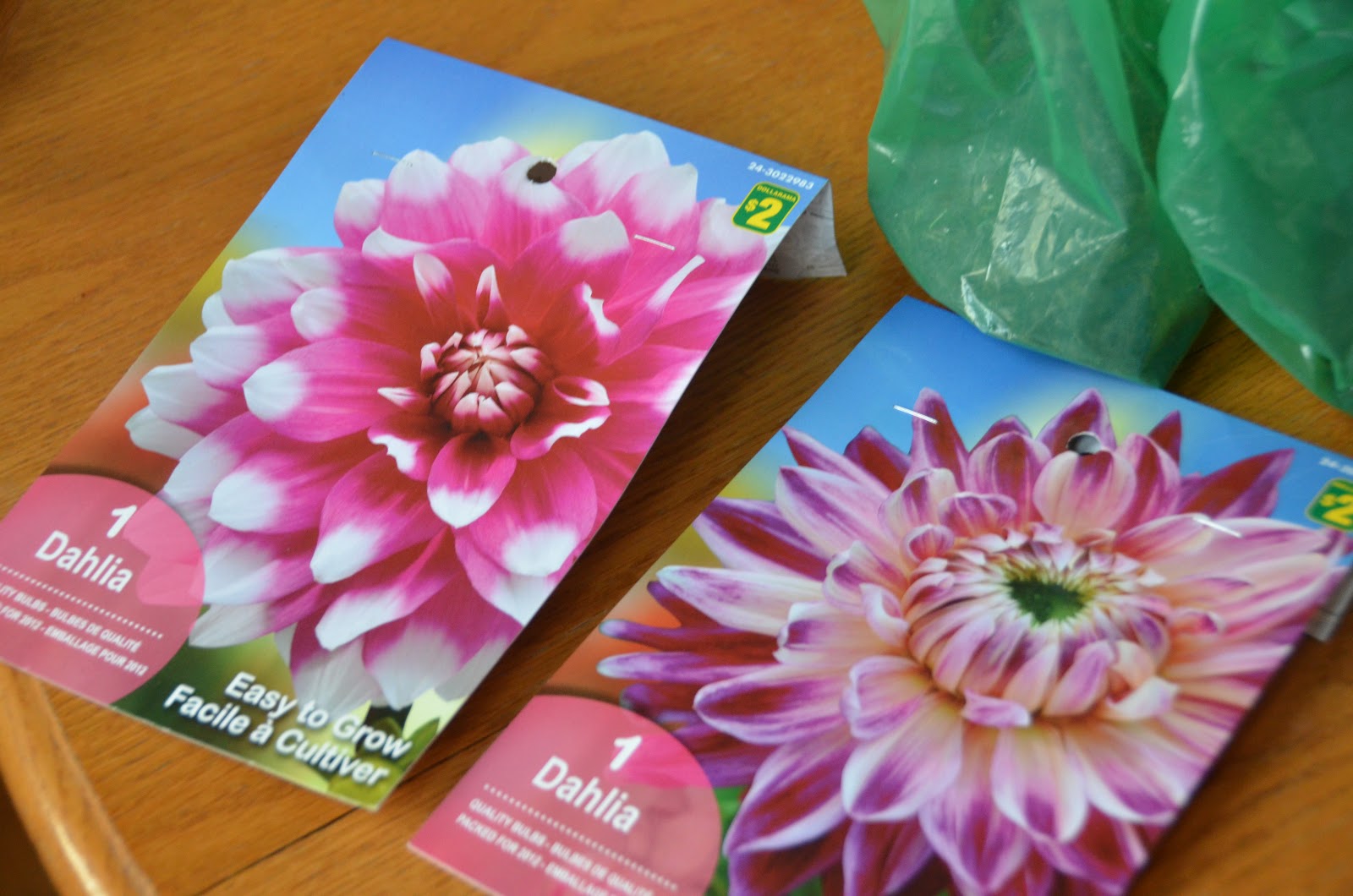 Meredith's Garden Blog The Dollarama Garden