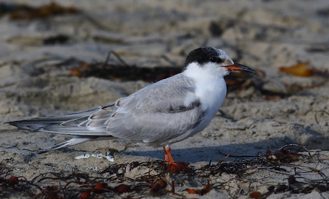 Common Tern at Imperial Beach, California