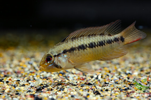 Apistogramma cf. macmasteri