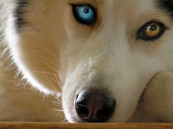 dogs-heterochromia_www.wall321.com_98.jpg