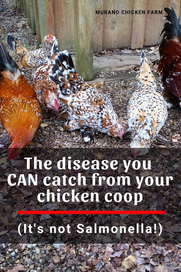 Can I catch Histoplasmosis from chickens? Murano Chicken Farm