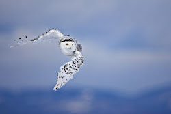 flying birds theme owl snowy windows wallpapers blogthis email themepack