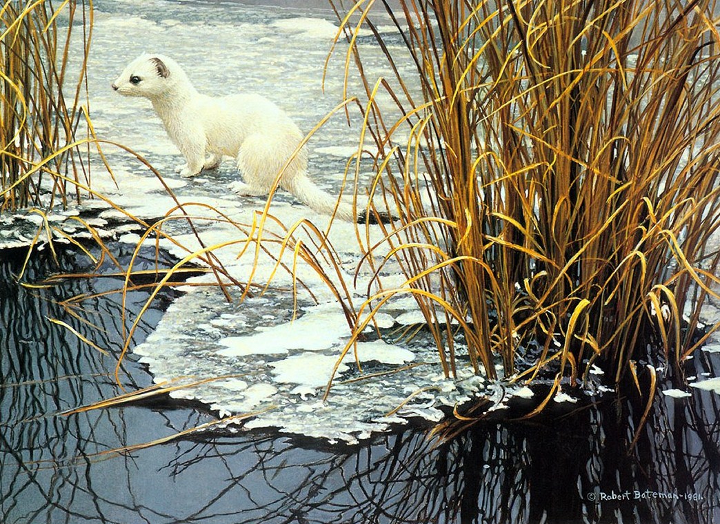Художник: Роберт Бейтман (Robert Bateman)