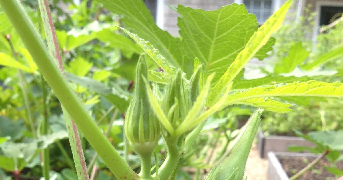 How big does okra plant get information