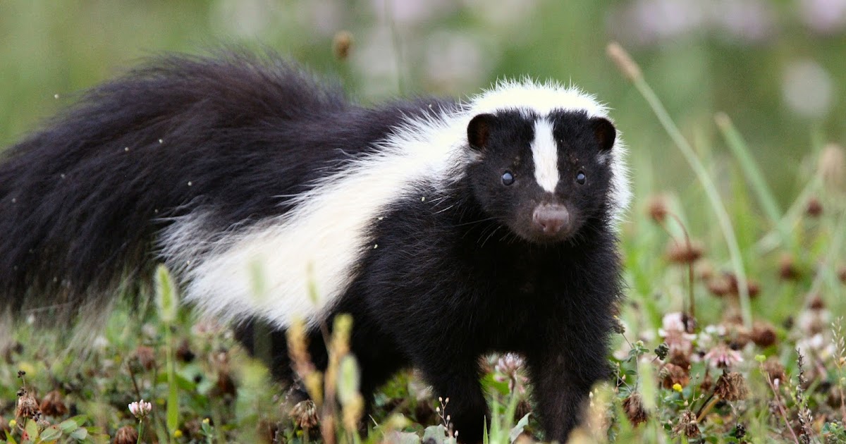 Fun Facts About Skunks