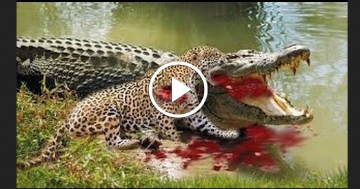 Jaguar vs Crocodile Real Fight With Tiger - Travel in the world