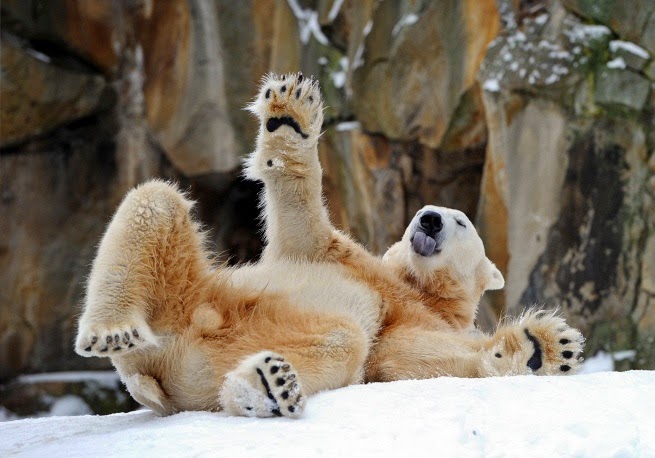 who are a polar bears predators who are a polar bears predators