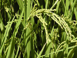 مصادر الأغذية - نبتة الأرز