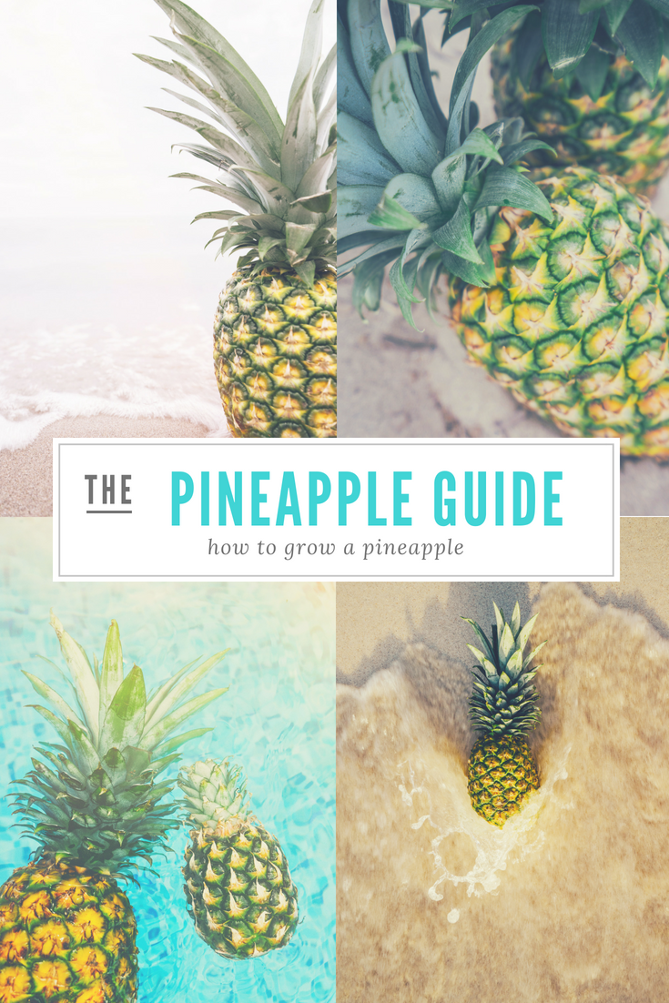 How to Grow Pineapples at Home Our Whiskey Lullaby