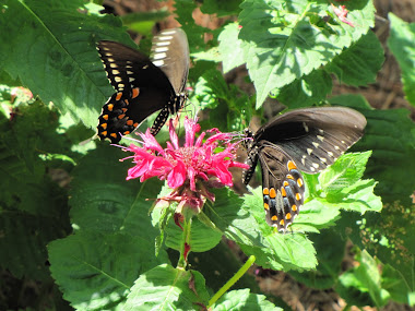 Two Black Tiger Swallowtails on Bee Balm