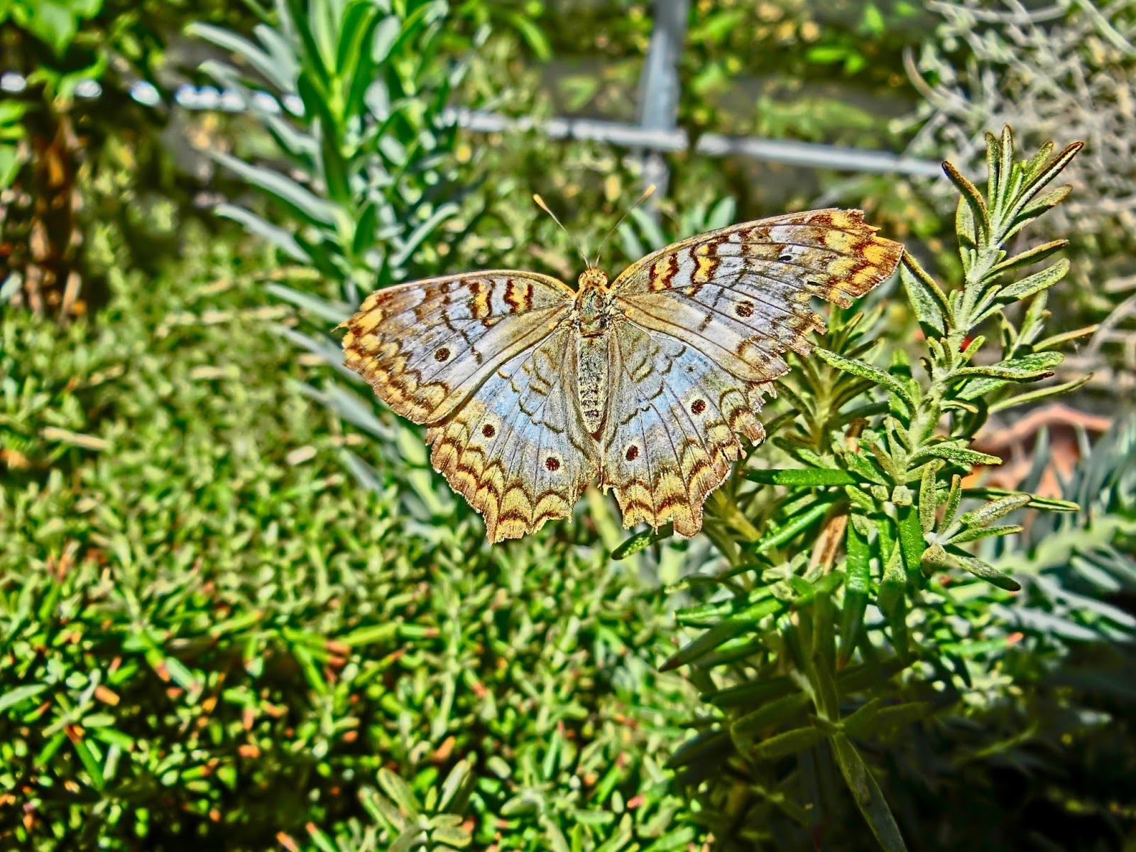 Nau speak Vegas Springs Preserve Butterfly Exhibit