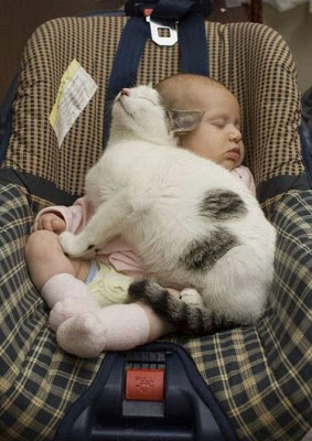 funny baby picture, funny cat picture, funny baby with cat wallpaper, funny pictures