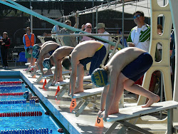 bearswimming